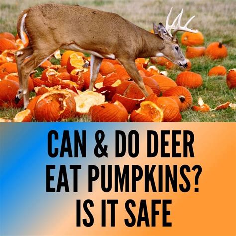Can and Do Deer Eat Pumpkins? 5 Safety Concerns - Oxford Pets