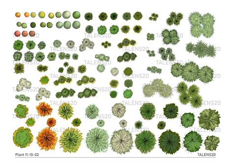 Plants Top View Psd