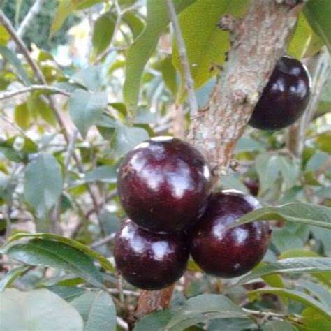 Jaboticaba Z4: A Rare Hybrid for the Dedicated Gardener – veliyathgardens