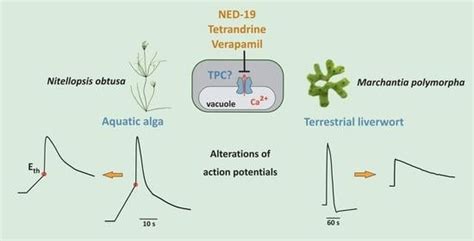 Impact of Mammalian Two-Pore Channel Inhibitors on Long-Distance ...