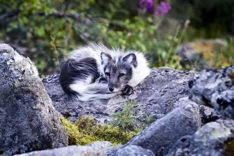 Arctic Fox Fall
