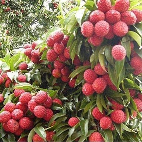 PMK Air Layering Litchi Live plant : Amazon.in: Garden & Outdoors