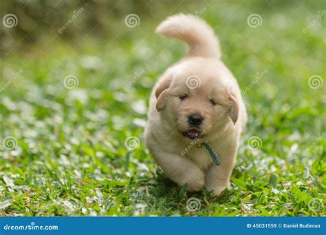 Cute Golden Retriever Puppy Running Stock Image - Image of outdoor ...