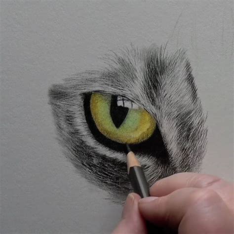 Image result for Cat Drawing Tutorial