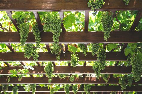 How to Trellis Your Raised Bed Garden - GeorgiaPellegrini.com | Grape ...