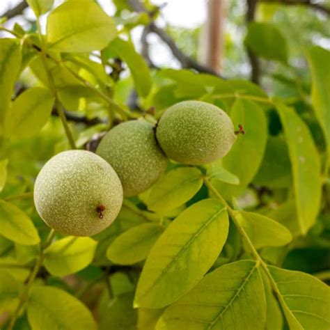 Walnut Seeds - Nut-Bearing Walnut Tree – Dharaseeds