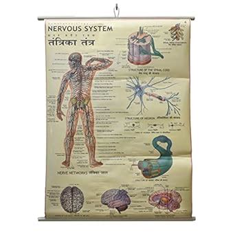 Buy Nervous System Chart Laminated Wall Chart (Size 100X75 CM) Perfect ...