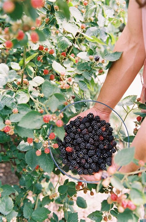 Tips to Grow Blackberries in Houston — Rooted Garden