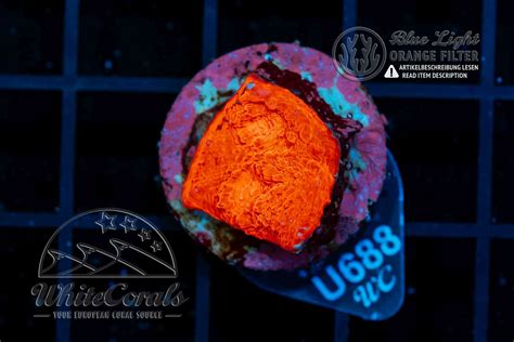 Chalice Deep Orange (Filter)-LPS8_250531_050