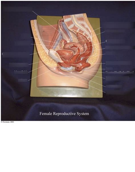 Image result for Making Female Reproductive Organ Model