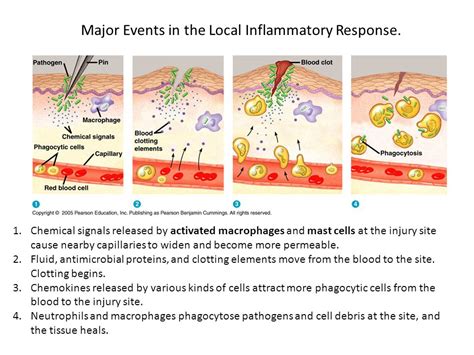 Inflammation Process Steps 的图像结果