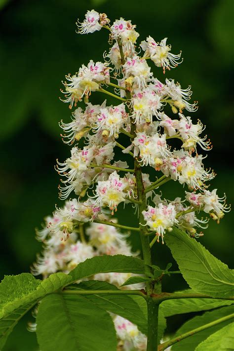 Rezultat imagine pentru Chestnut Tree