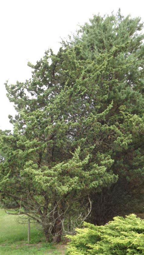 Juniperus chinensis 'Robusta Green' - Robusta Green Chinese juniper ...