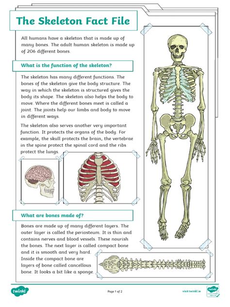 Image result for Basic Human Skeleton PDF