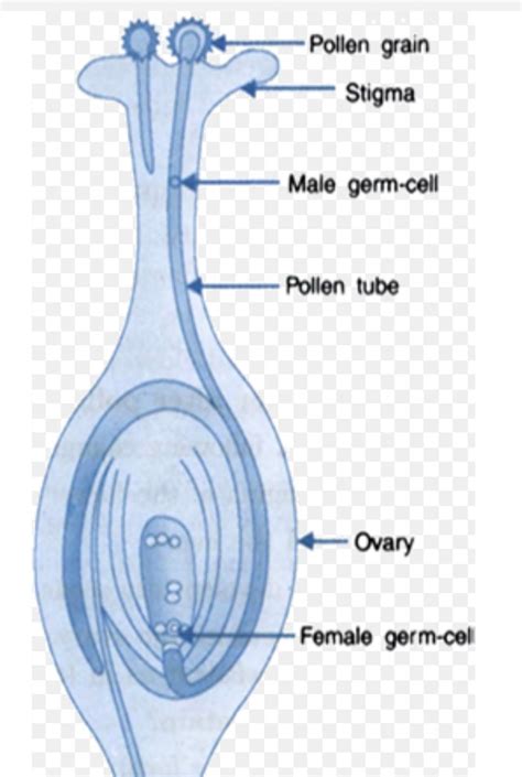 draw the l.s of flower ovary show pollination and germination of pollen ...