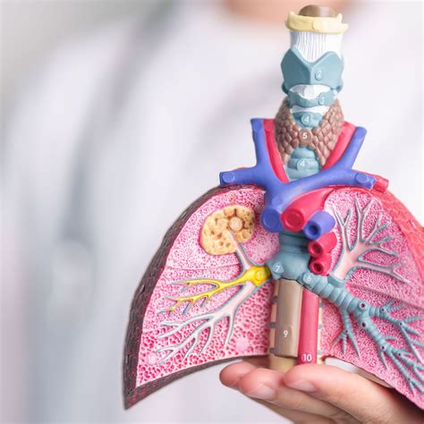 Diabetes bei zystischer Fibrose in Zeiten moderner Modulatortherapie ...