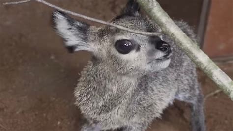 Florida zoo welcomes baby klipspringer antelope | FOX 35 Orlando