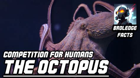 Image result for Octopus Problem Solving YouTube