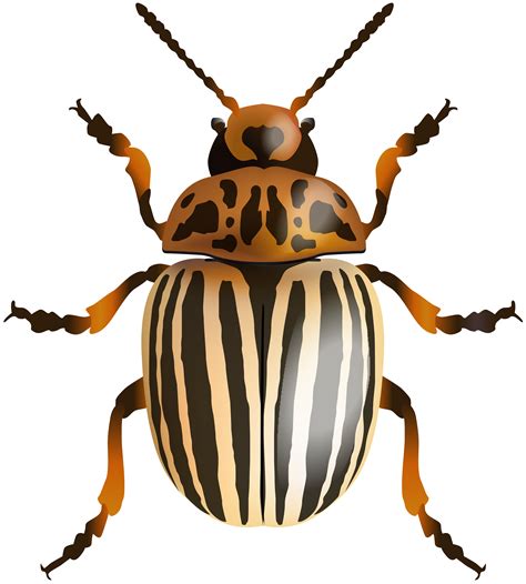Beetle Bug Clip Art