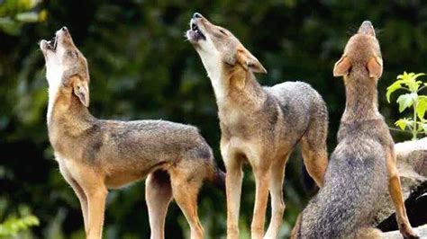 Foxes moving into cities in search of food - KERALA - GENERAL | Kerala ...