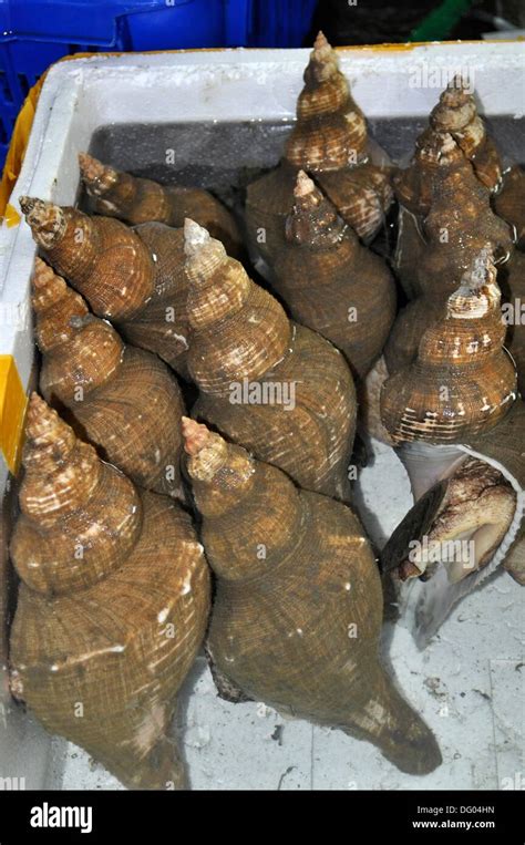 Image result for Alive Shellfish