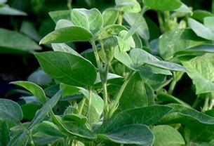 Seed :: Pulses :: Horsegram