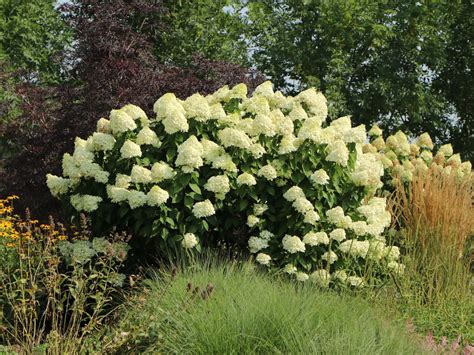 Hydrangea Paniculata Grandiflora Tree Full Sun | Woodleigh Nursery
