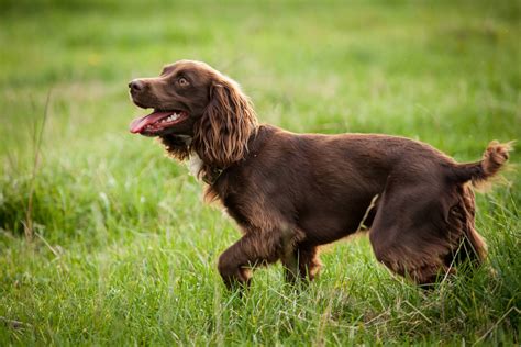 Brown Dogs Breeds