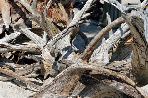 Driftwood Free Stock Photo - Public Domain Pictures