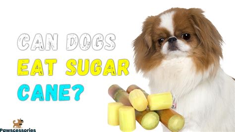 Can Dogs Eat Sugar Cane? Everything You Need To Know