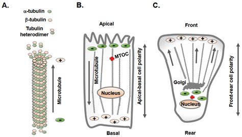 Regulation of Cell Adhesion and Migration via Microtubule Cytoskeleton ...