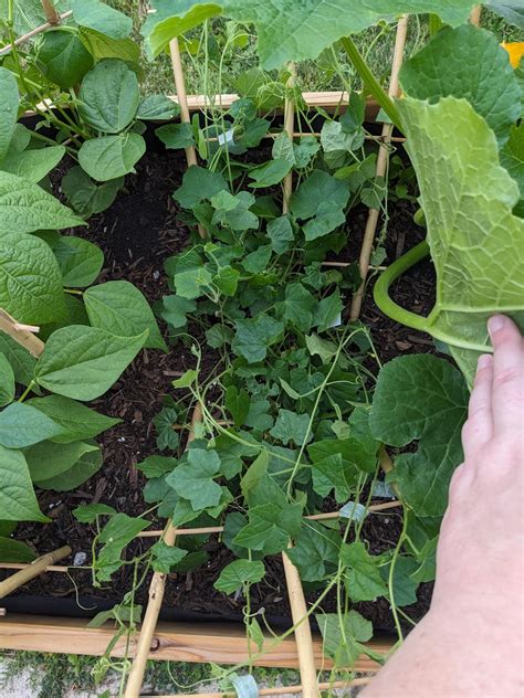 Ants in Raised Bed : r/gardening
