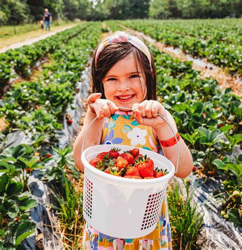 U-Pick Strawberries | Pick Strawberries at Blooms & Berries Farm