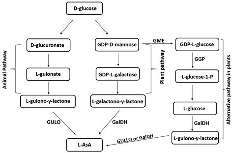 L-gulono-γ-lactone Oxidase, the Key Enzyme for L-Ascorbic Acid Biosynthesis
