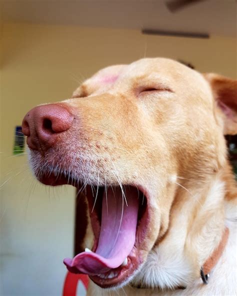 Image result for Drooling Dogs