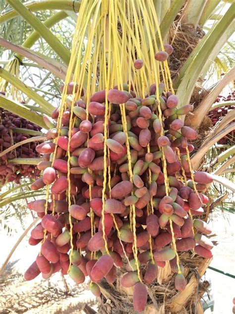 BeGrin UAE Date Live Plant Palm Phoenix dactylifera Deglet Noor Khurma ...