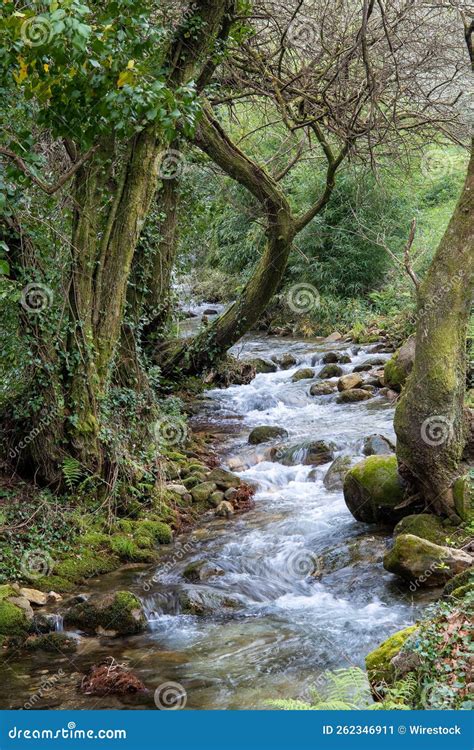 Vertical Shot of a River in a Green Forest Full of Mossy Rocks and Bushy Trees Stock Image ...