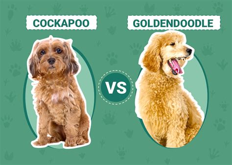 Image result for Cockapoo vs Goldendoodle