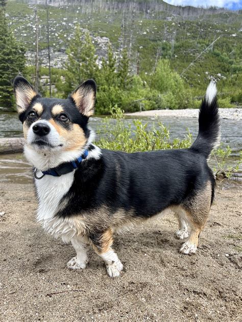 Corgi Mixed Breeds