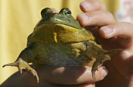 Image result for Frog Jumping Position