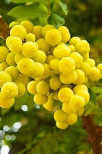 Greenery Nursery Star Gooseberry Plant Price in India - Buy Greenery ...