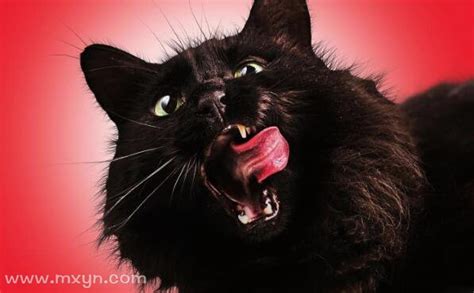 梦见黑猫是什么意思 预兆好不好 - 周公解梦