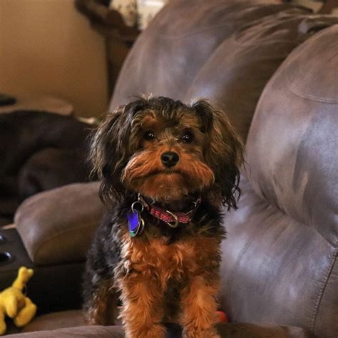 What Is A Yorkie Poodle Mix Called at Dylan Schmella blog