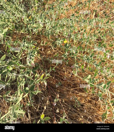 Spanish clover (Acmispon americanus) Plantae Stock Photo - Alamy