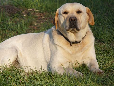 Labrador Breeders Rhode Island at Andrew Ross blog