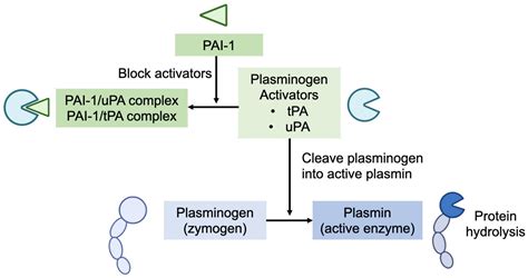 Plasminogen