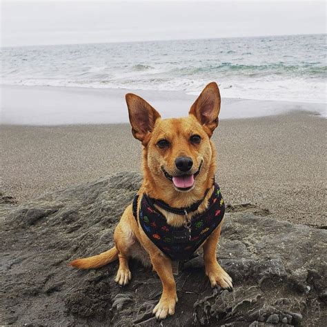 6 Amazing Facts All Dachshund Corgi Mix Lovers Must Know