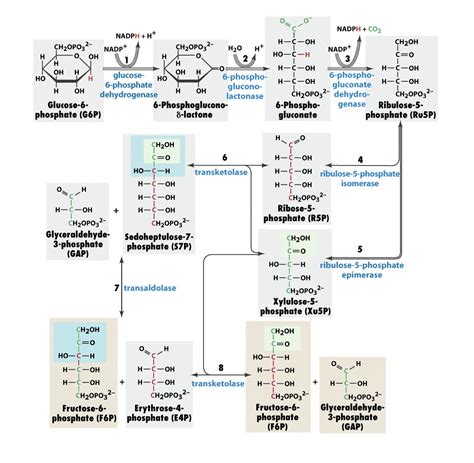 Hexose MonoPhosphate Shunt And Its Significance (HMP Shunt)