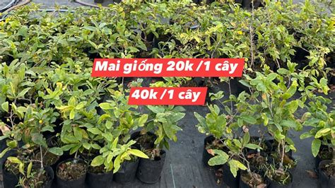 AMBIL SEKARANG