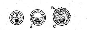The above diagram shows some stages in microgametogenesis. Identify A ...